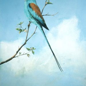 ABYSINIAN ROLLER (Framed)