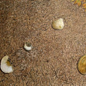 ARTIST'S FUNGUS (FRAMED)